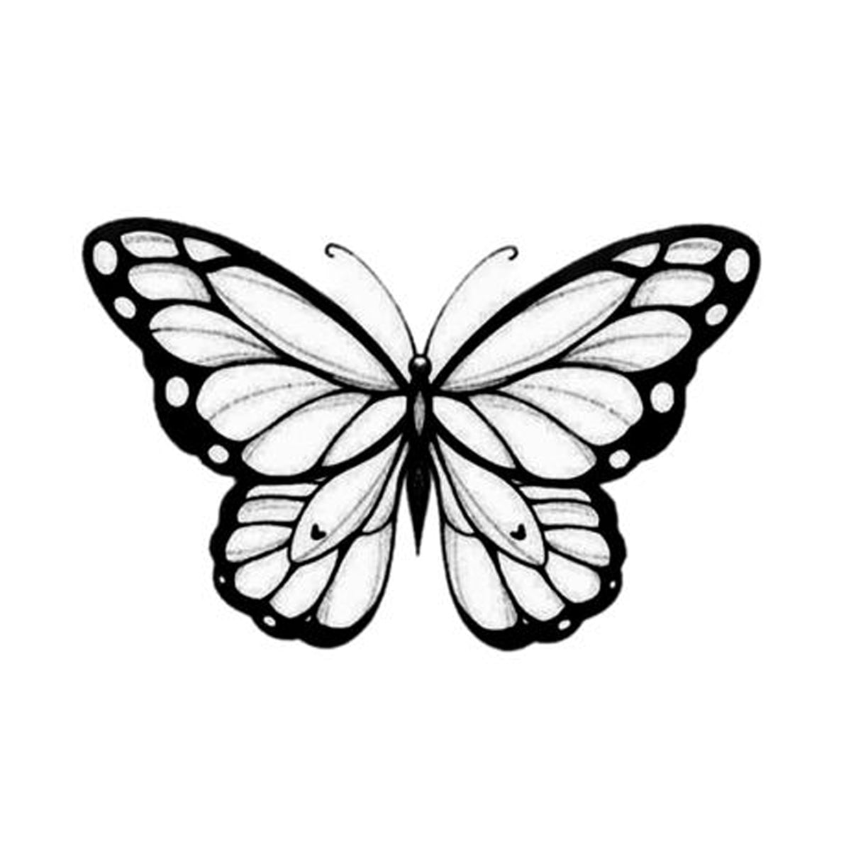 Transformation | Butterfly